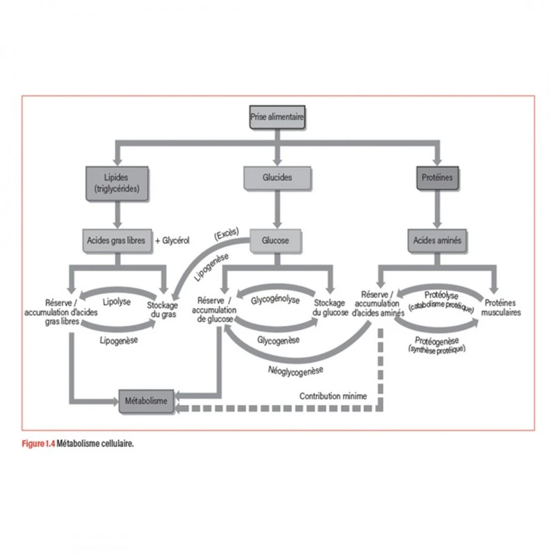 WORKOUT - Pour Un Entraînement Plus Intelligent - 4TRAINER Editions 5 WORKOUT - Pour Un Entraînement Plus Intelligent - 4TRAINER Editions – Image 3